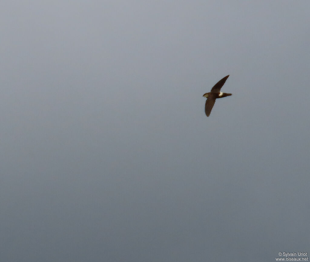 Martinet spinicaudeadulte