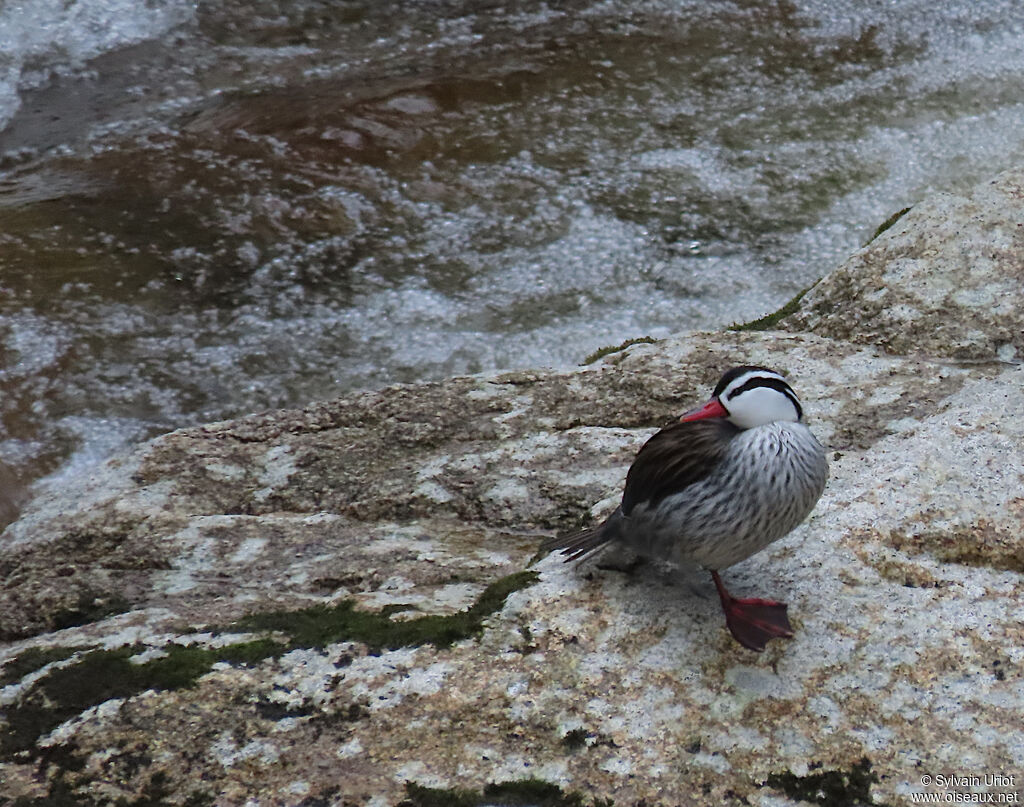 Torrent Duck male adult
