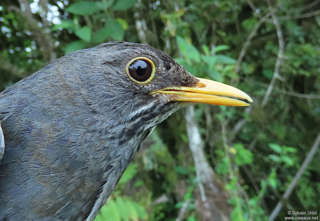 Andean Slaty Thrushimmature