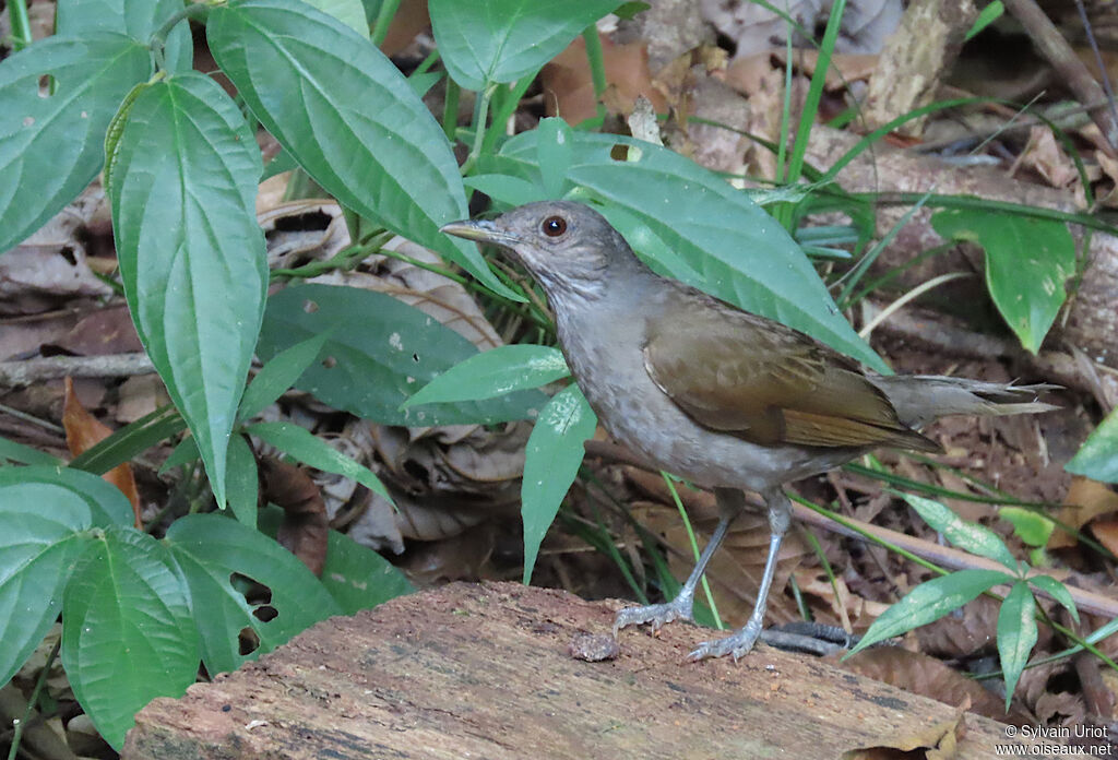 Merle leucomèleadulte