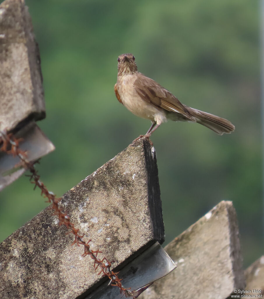 Merle leucomèleadulte