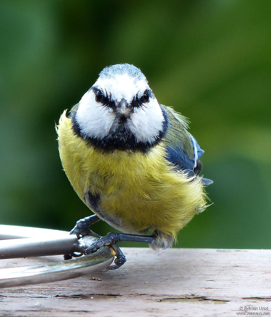 Eurasian Blue Titadult