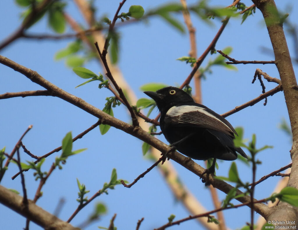 Mésange galonnéeadulte