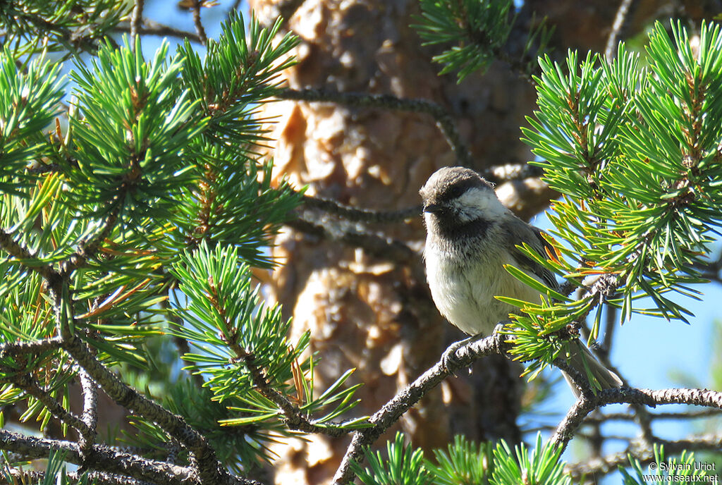 Mésange laponeadulte