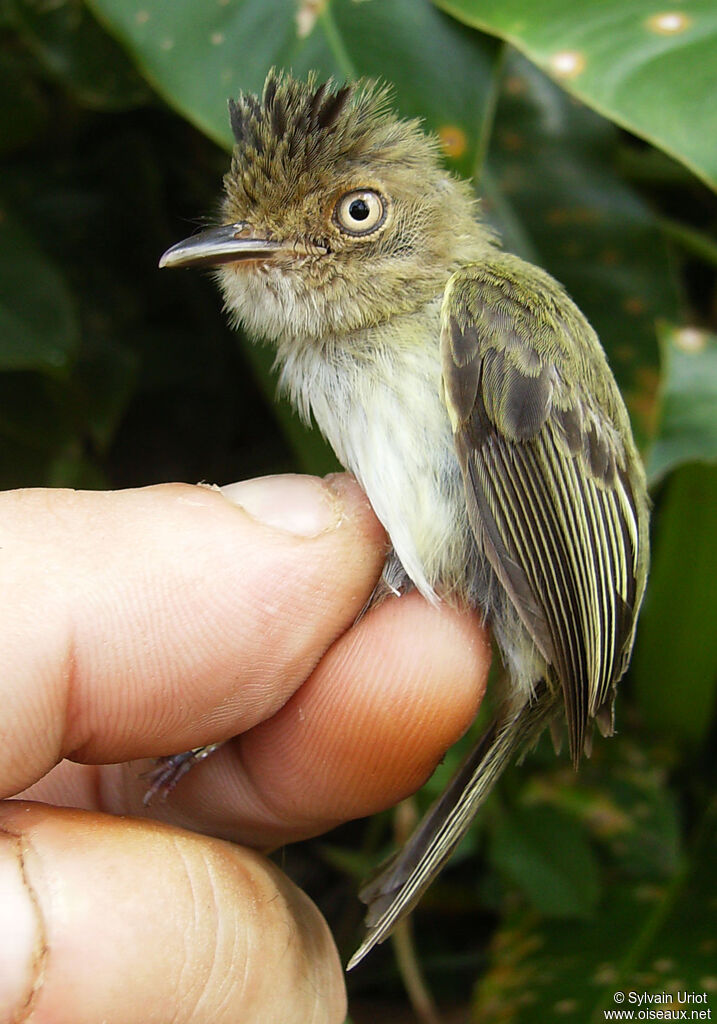 Microtyran casqué femelle adulte