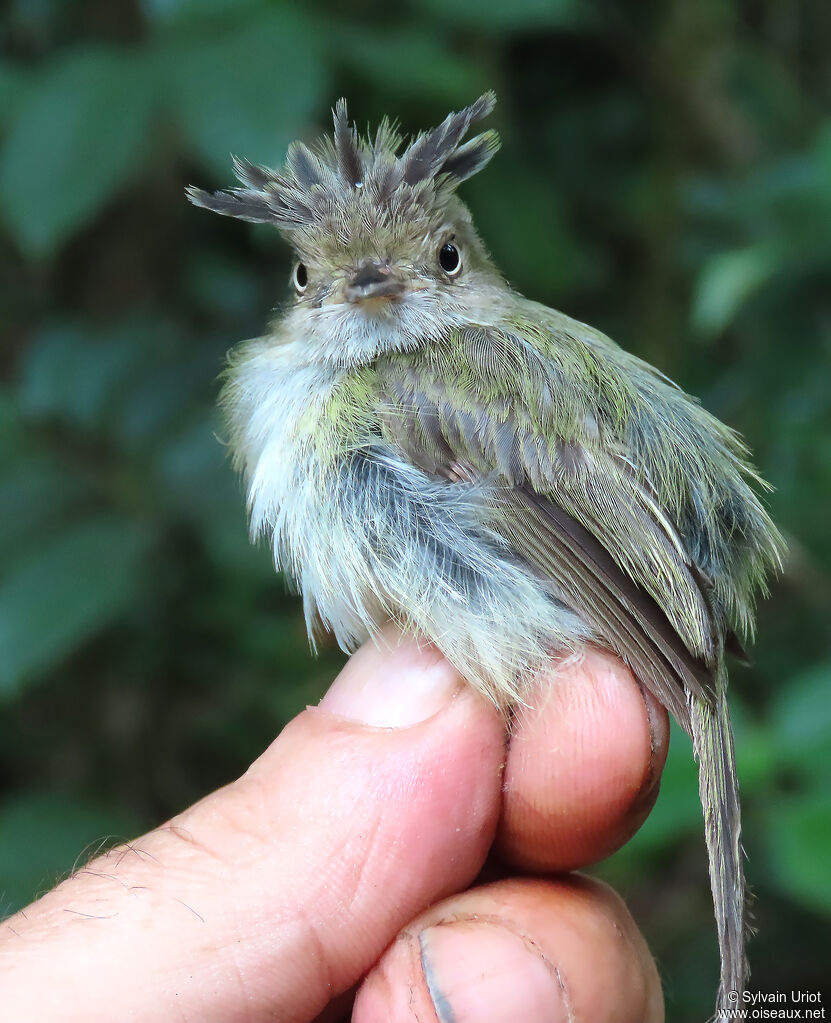 Microtyran casqué mâle adulte