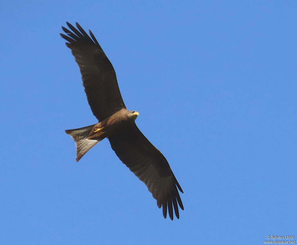 Yellow-billed Kiteadult