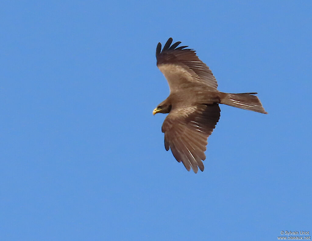 Yellow-billed Kiteadult