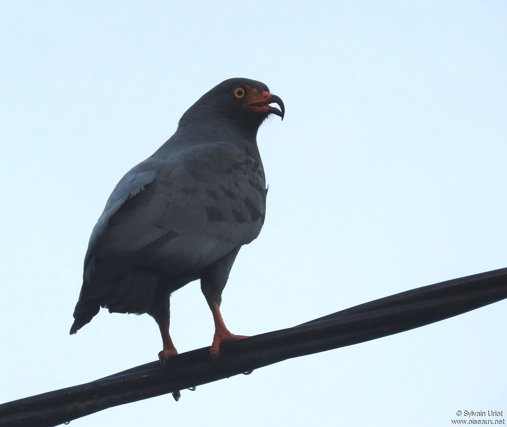 Milan à long becadulte