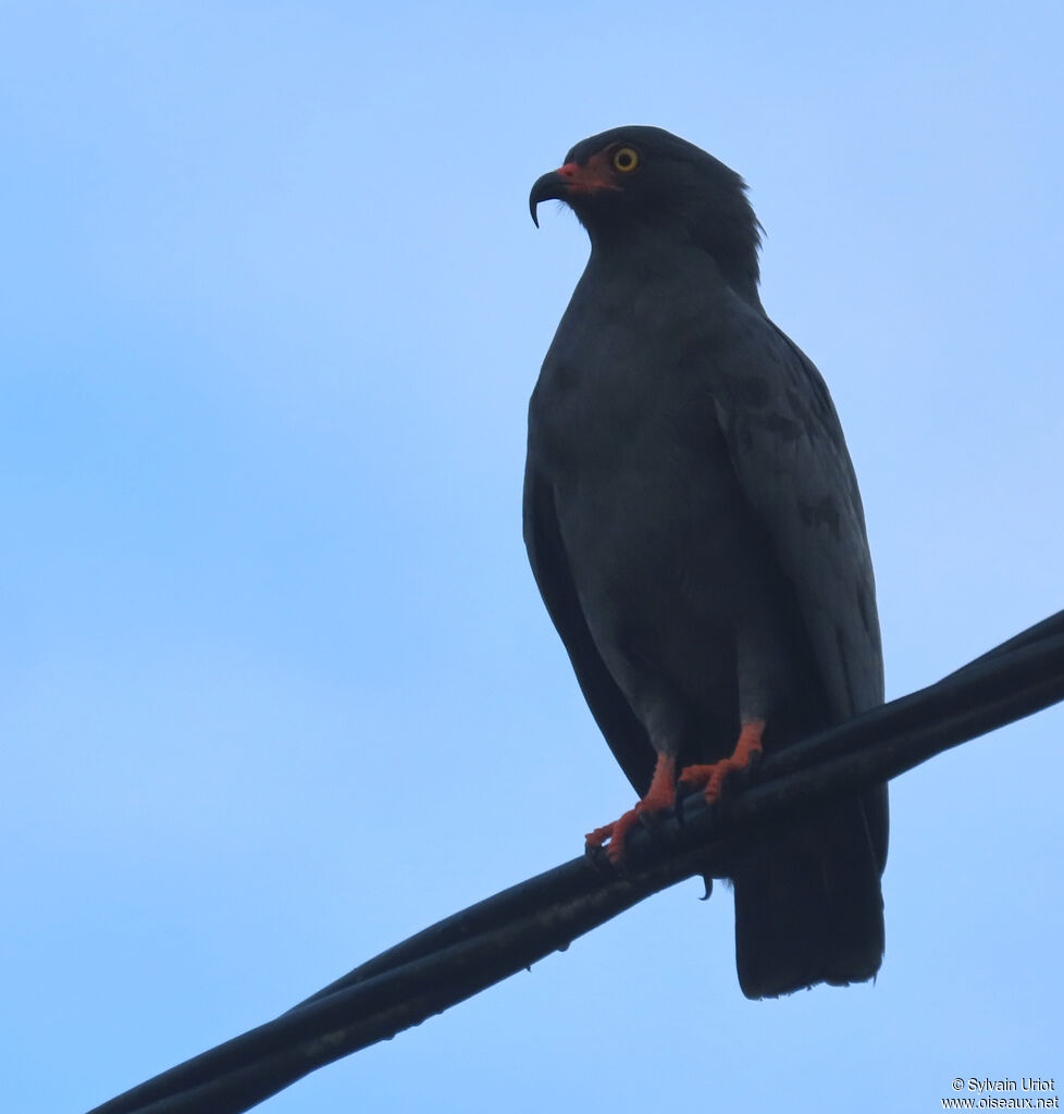 Milan à long becadulte