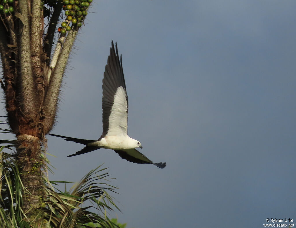 Swallow-tailed Kite (Naucler à queue fourchue)adult