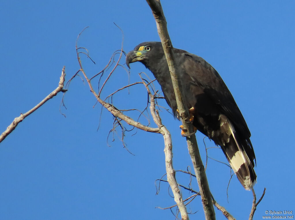 Hook-billed Kite male adult