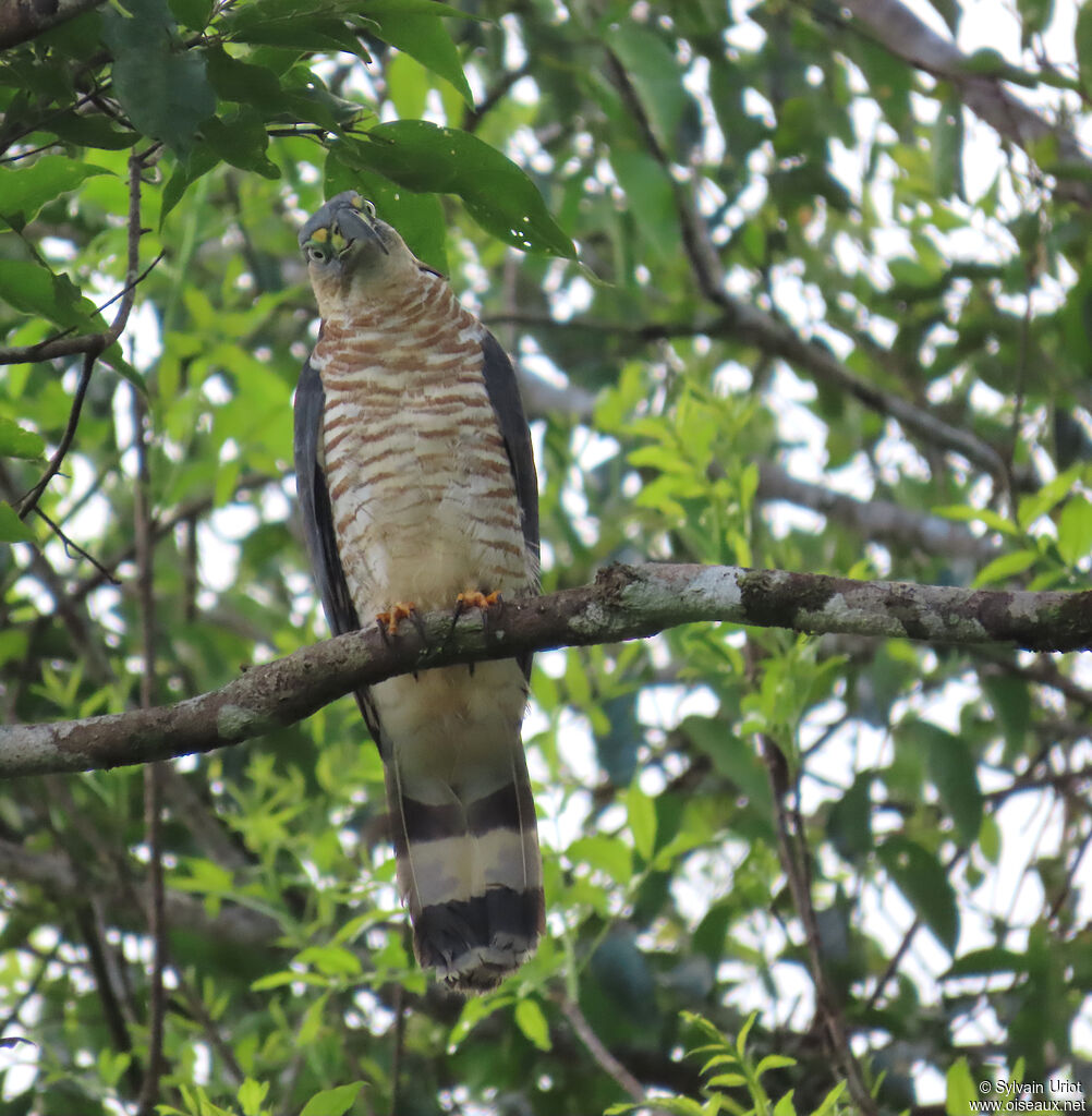 Milan bec-en-croc - Bec-en-croc de Temminck<br /> femelle adulte