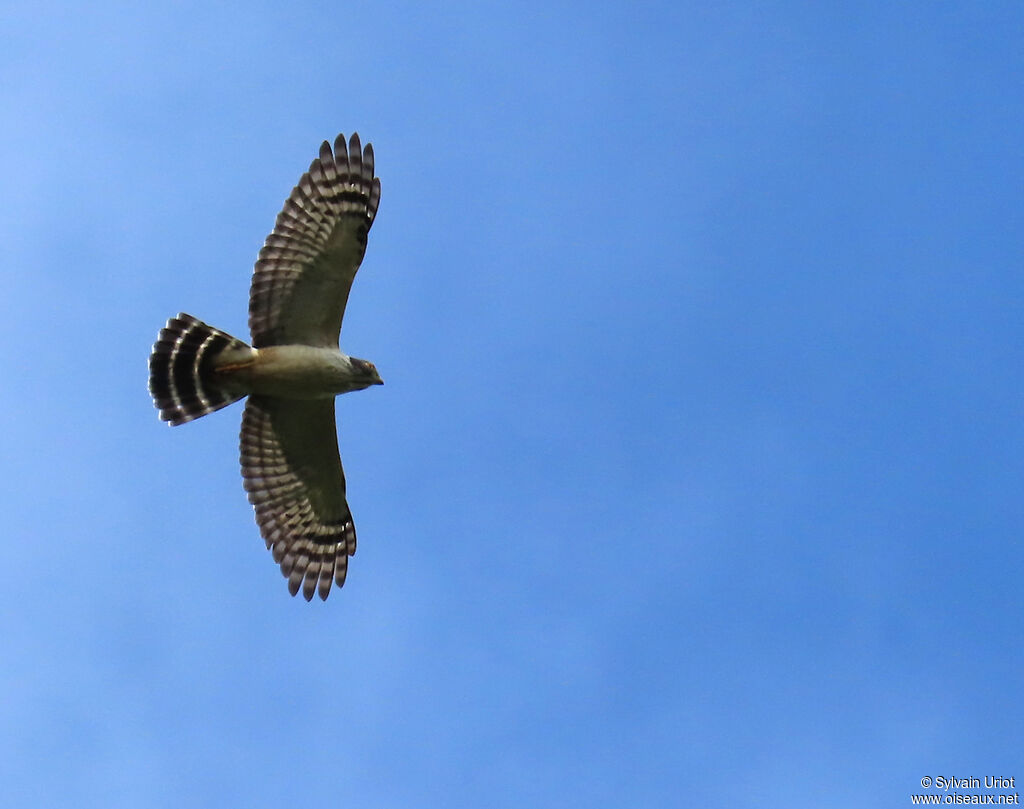 Milan bidenté - Harpage bidenté<br />immature