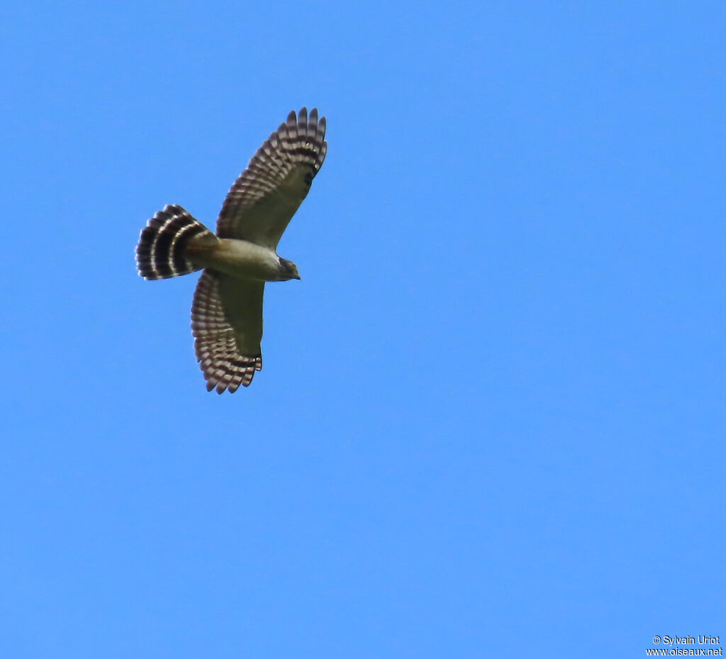 Milan bidenté - Harpage bidenté<br />immature