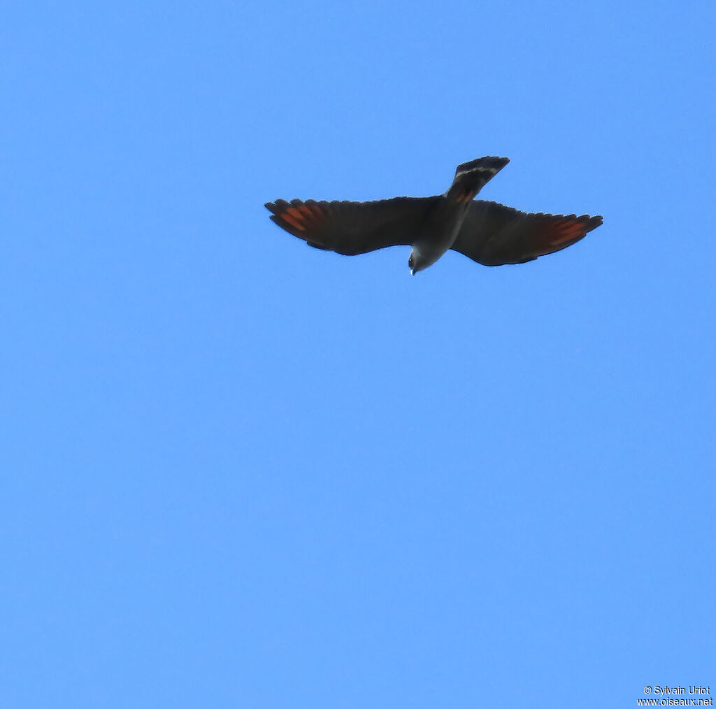 Plumbeous Kiteadult