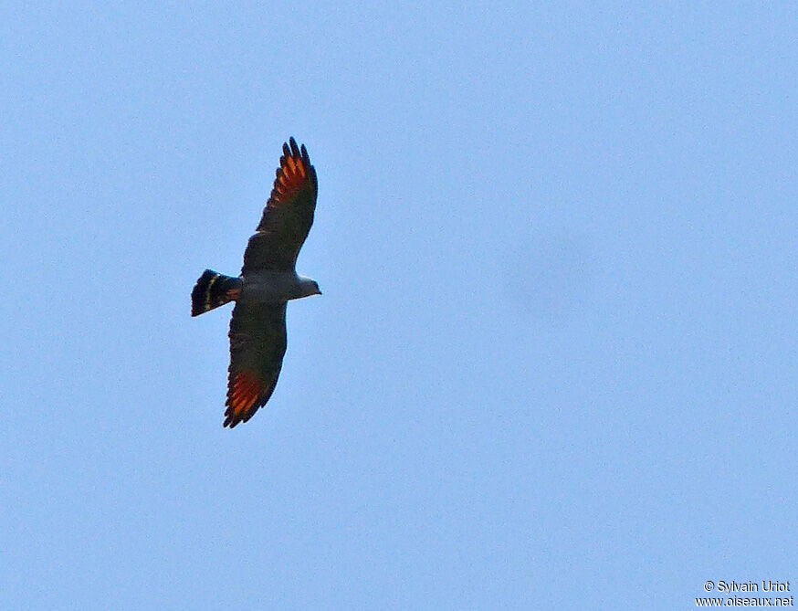 Plumbeous Kiteadult