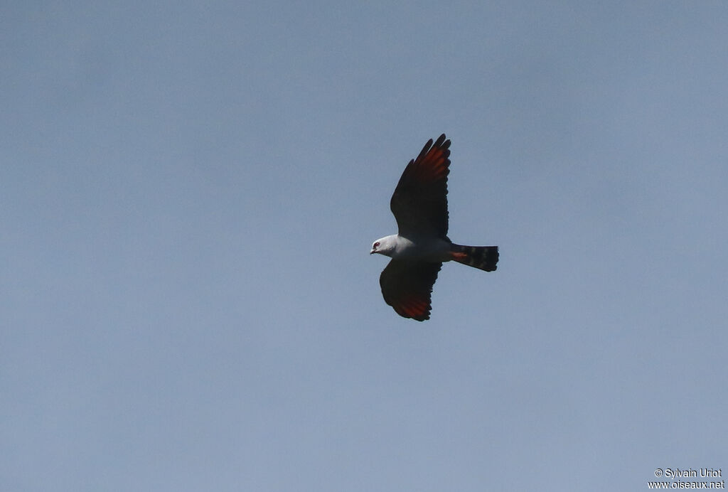 Plumbeous Kiteadult