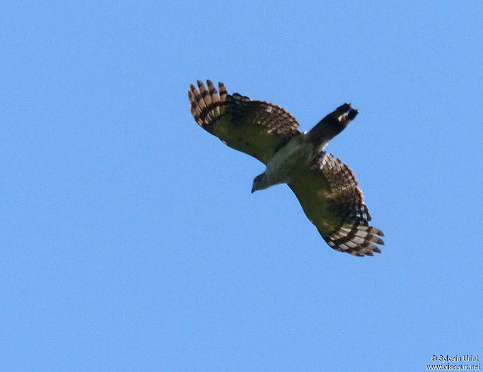 Grey-headed KiteFirst year