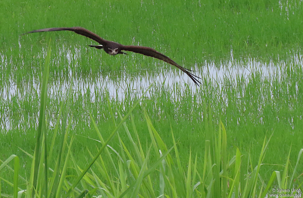Snail Kite female adult