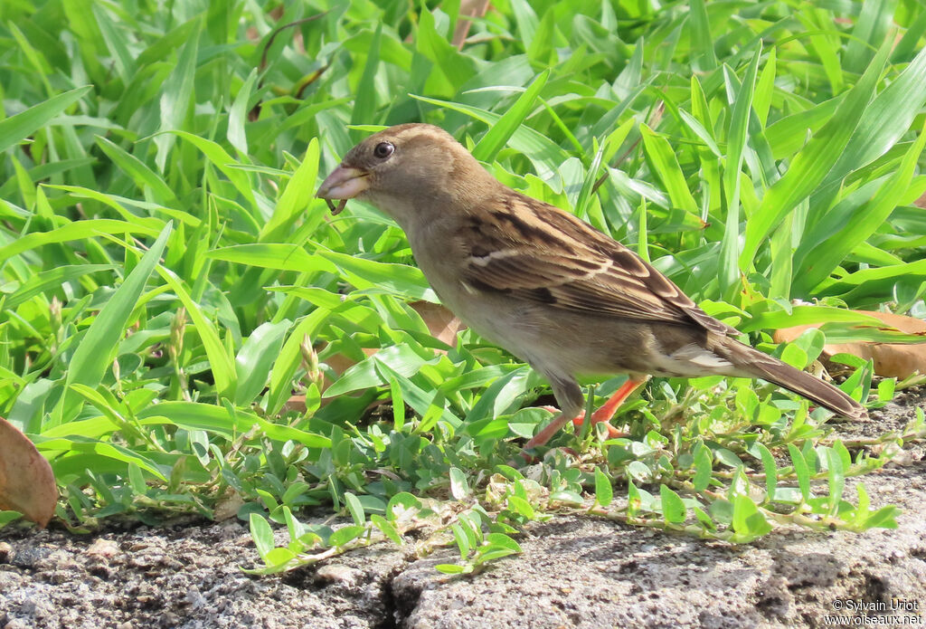 Moineau domestiqueimmature