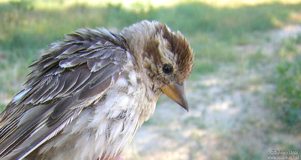 Rock Sparrowadult, close-up portrait