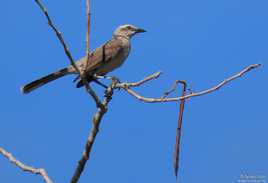 Moqueur des savanesadulte