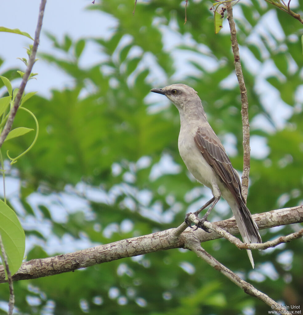 Moqueur des savanesadulte