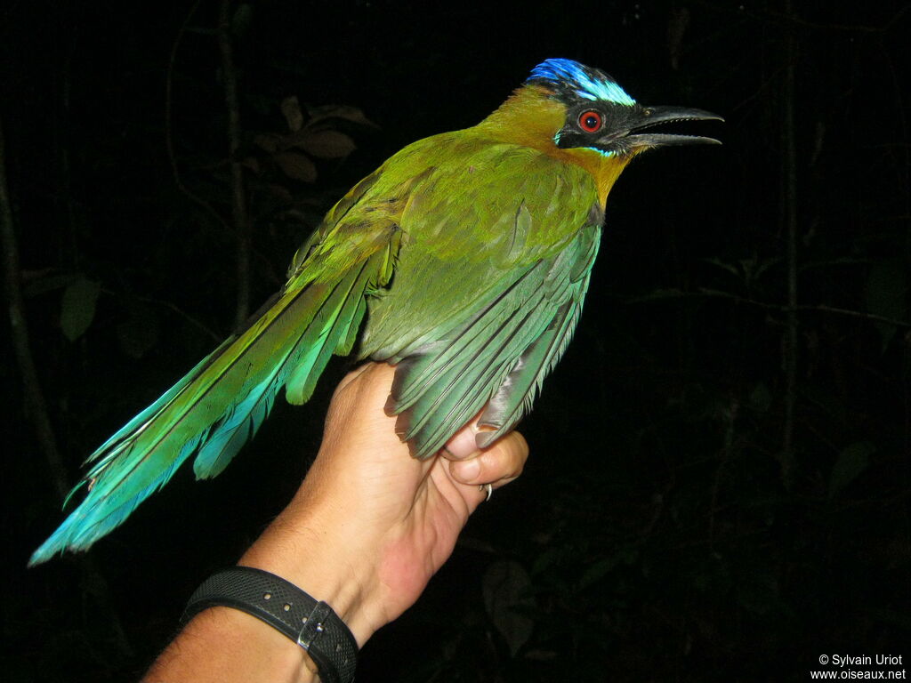 Amazonian Motmot