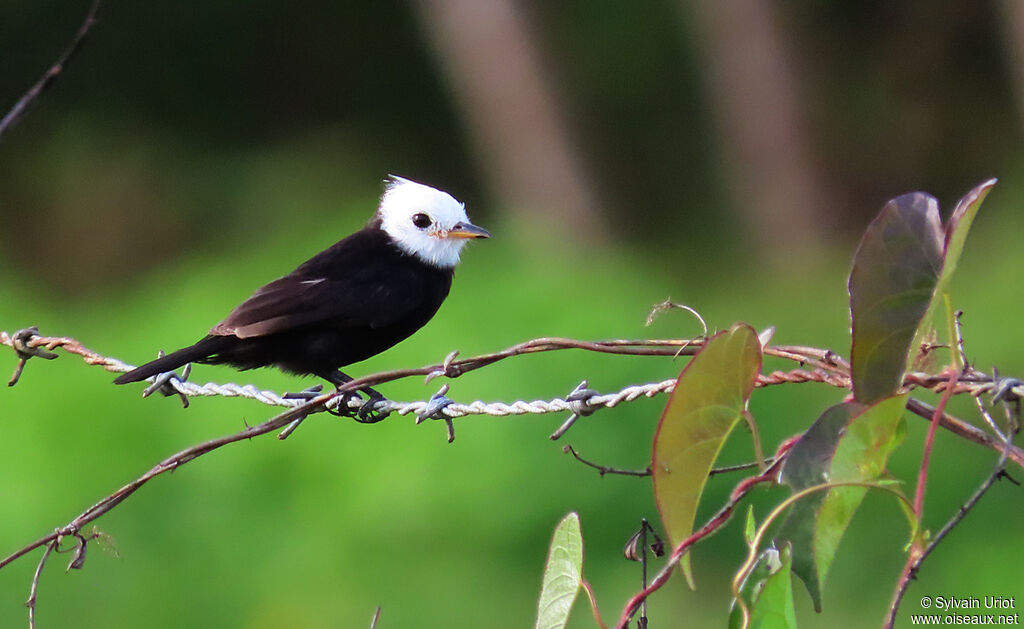 White-headed Marsh Tyrant male adult
