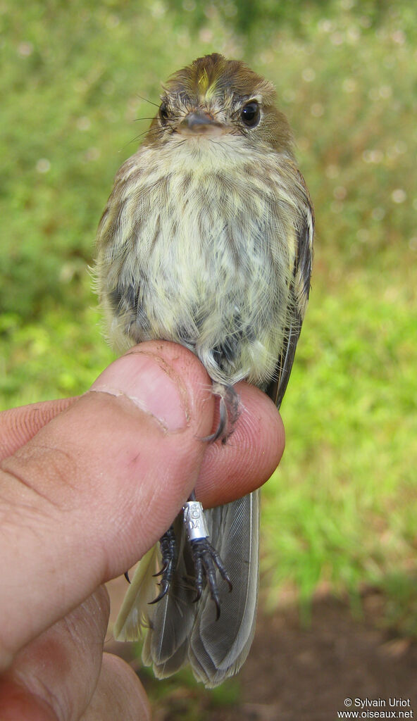 Moucherolle fasciéadulte