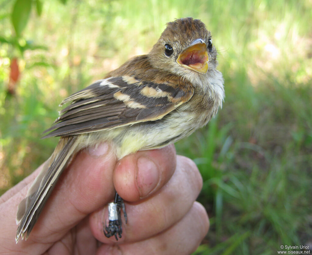 Moucherolle fasciéadulte