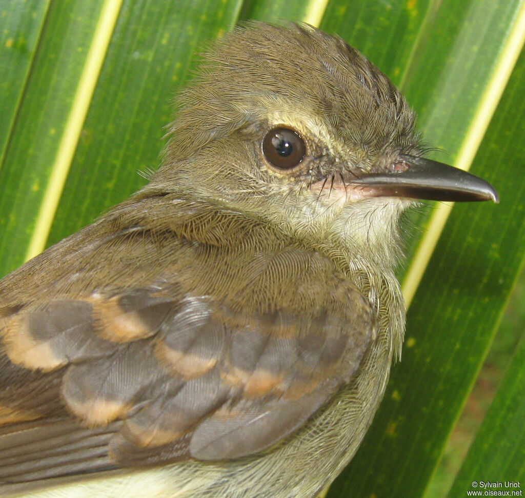 Fuscous Flycatcher