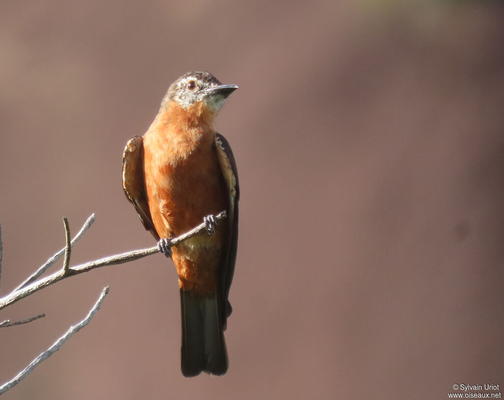 Cliff Flycatcheradult