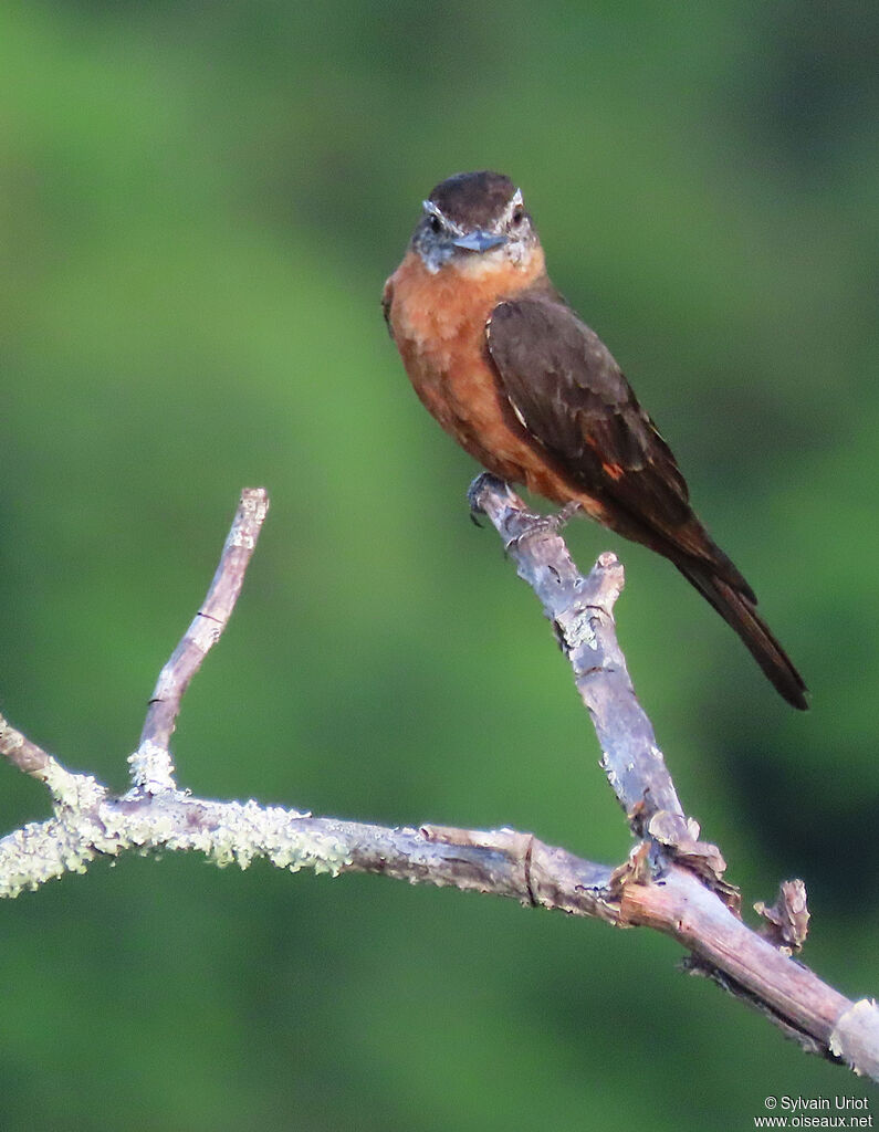 Cliff Flycatcheradult