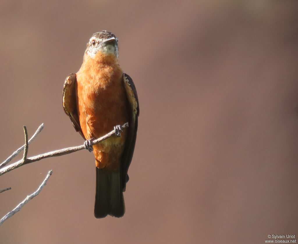 Cliff Flycatcheradult
