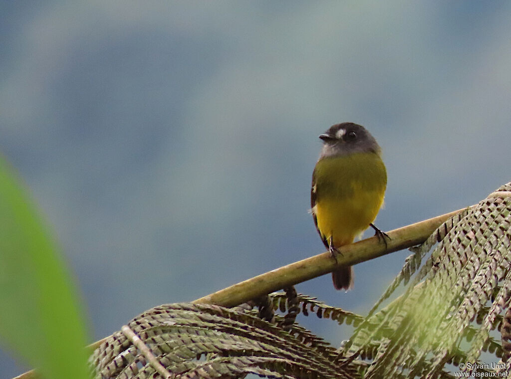 Ornate Flycatcher