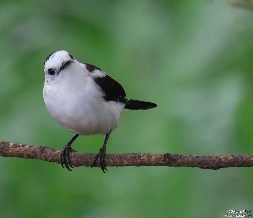 Pied Water Tyrantadult