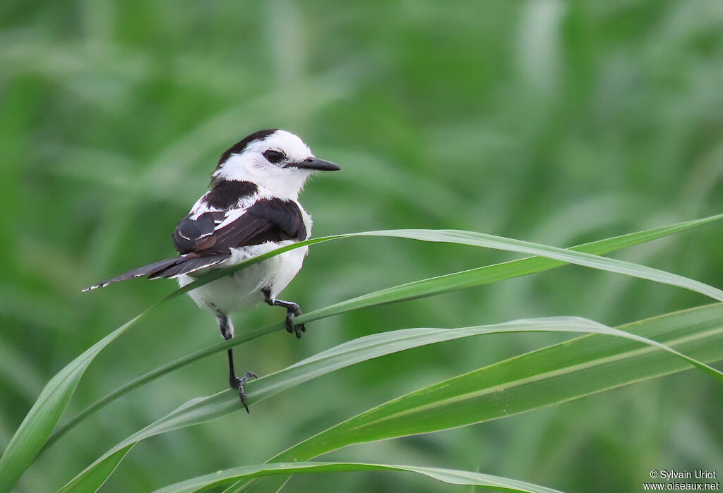 Pied Water Tyrantadult