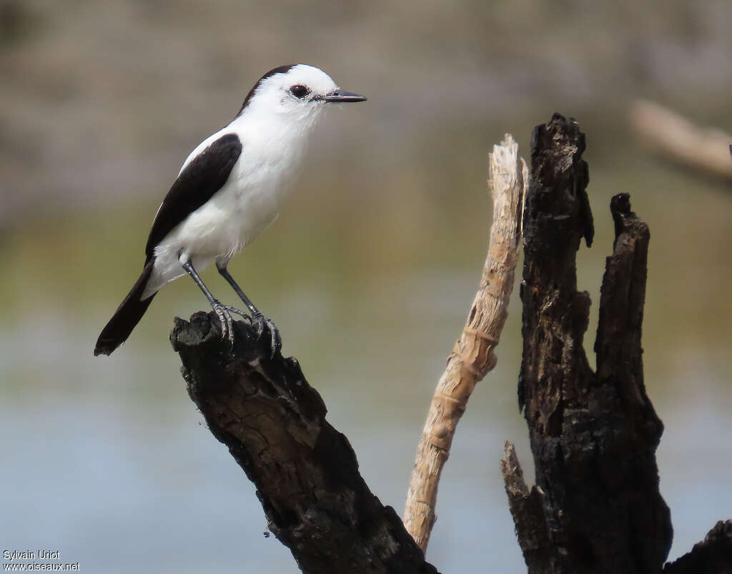 Pied Water Tyrantadult