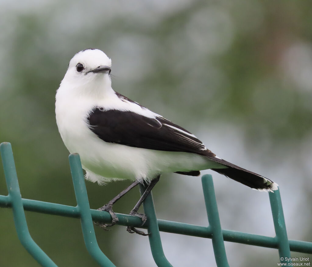 Moucherolle pieadulte