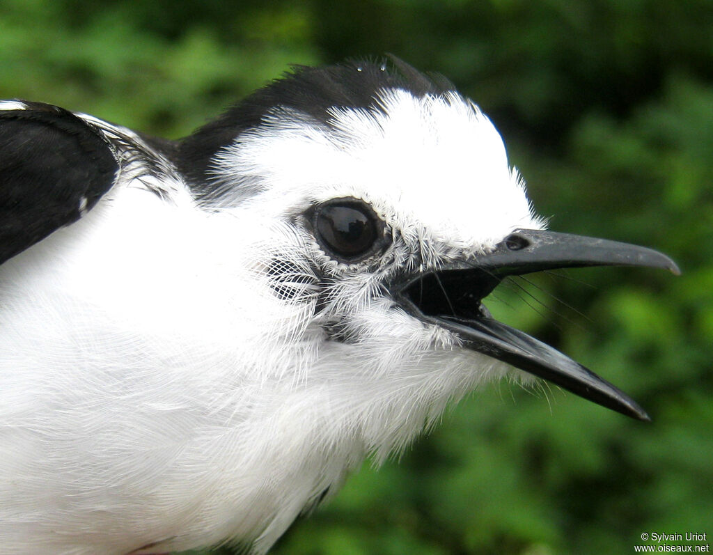 Pied Water Tyrantadult