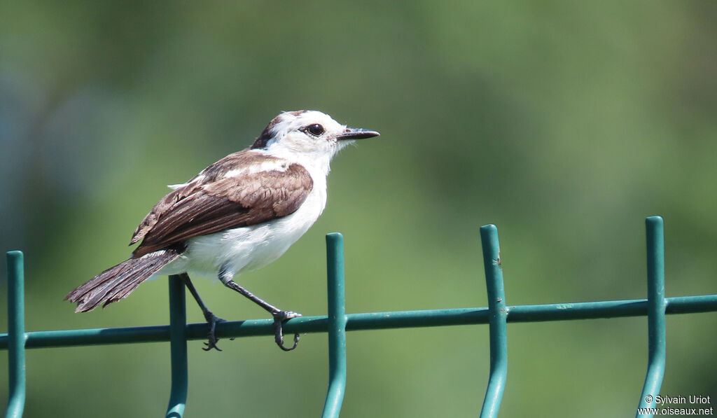 Pied Water Tyrantjuvenile