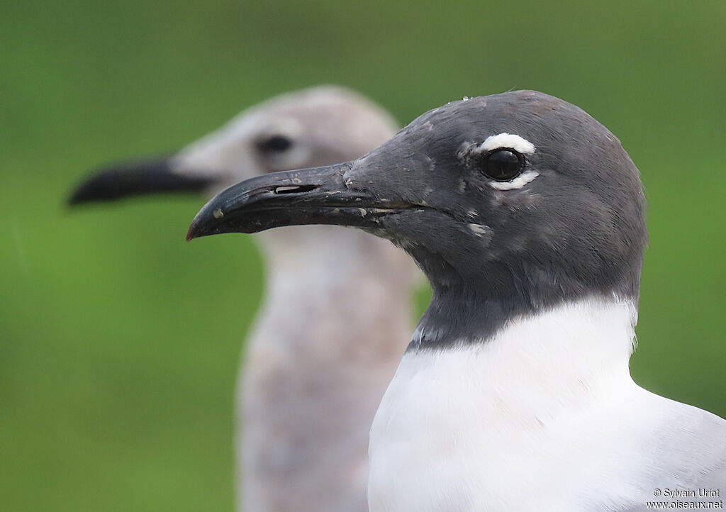 Mouette atricilleadulte nuptial