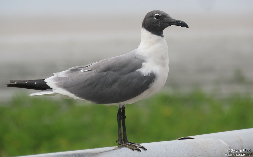Mouette atricilleadulte nuptial