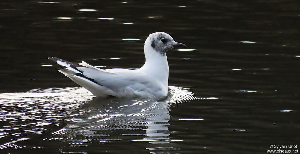 Andean Gulladult post breeding