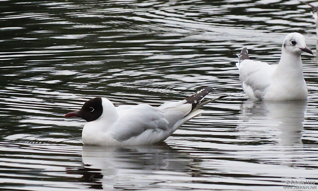 Andean Gull
