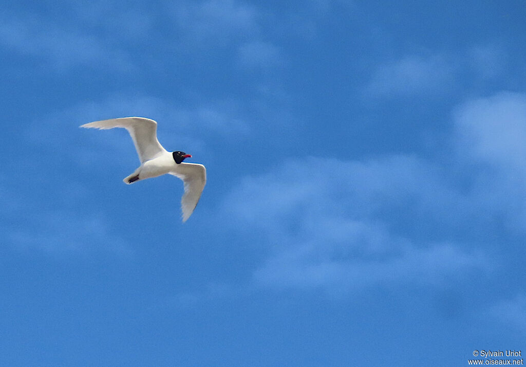 Mediterranean Gulladult breeding