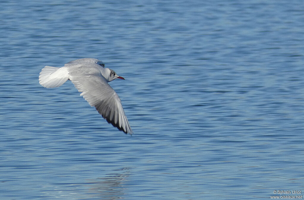 Black-headed Gulladult post breeding