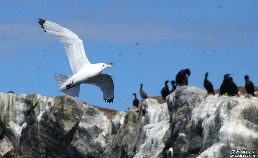 Black-legged Kittiwakeadult